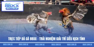 Trực Tiếp Đá Gà 88XX - Trải Nghiệm Giải Trí Siêu Kịch Tính